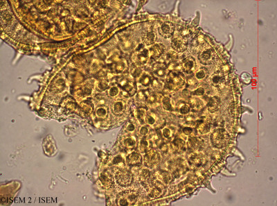 ISEM 2/Cienfuegosia_gerrardii_12897/Cienfuegosia_gerrardii_12897_0001(copy)_thumb.jpg
